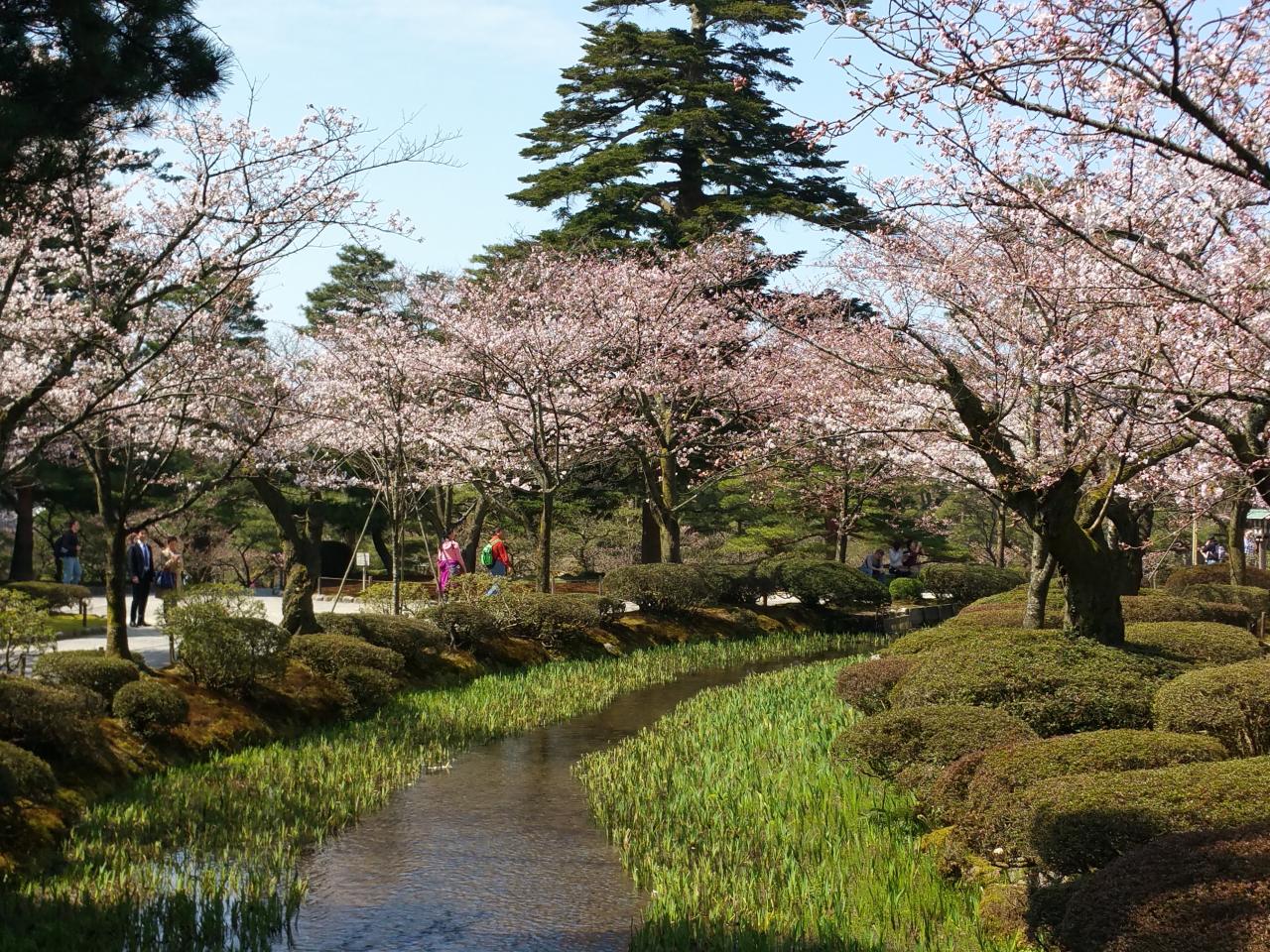 KANAZAWA : le jardin Kenroku-en pendant le sakura