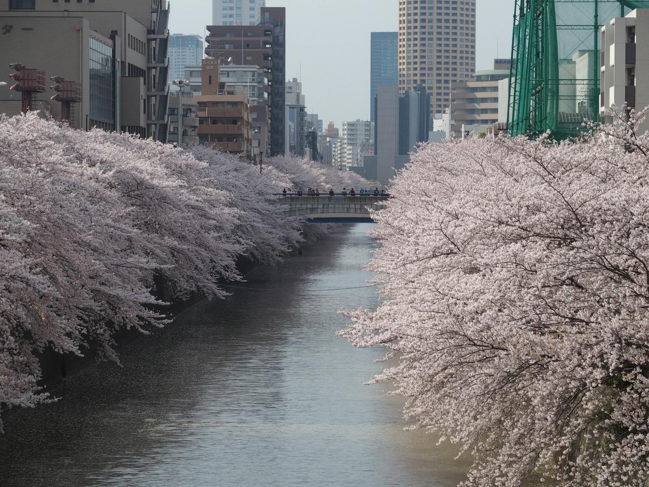 TOKYO : sakura à la rivière MEGURO