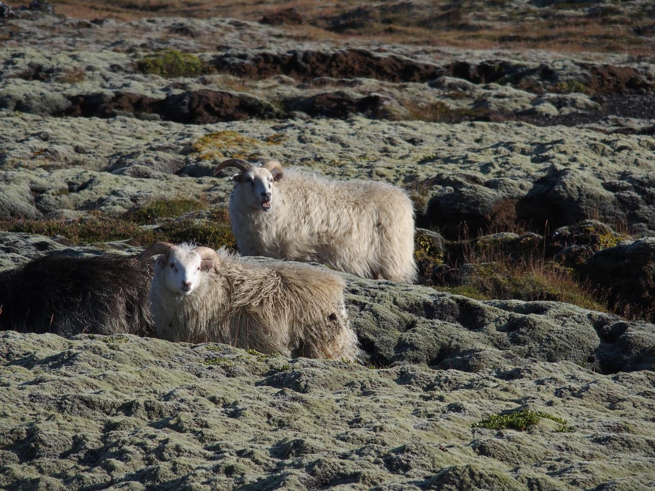 Moutons : en ISLANDE il y en a deux par habitant
