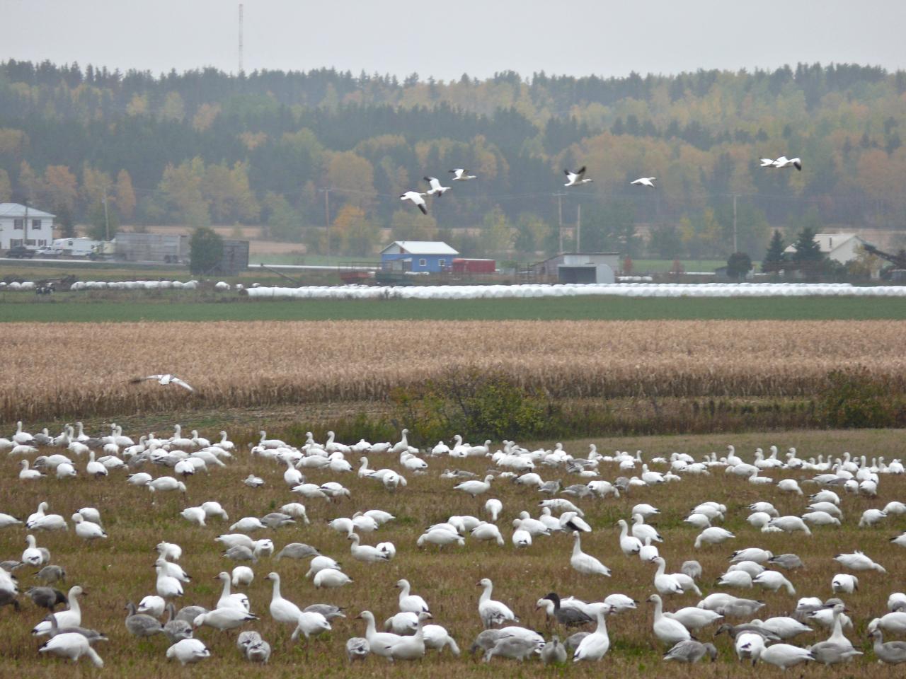 CANADA : QUÉBEC : la migration des oies des neiges