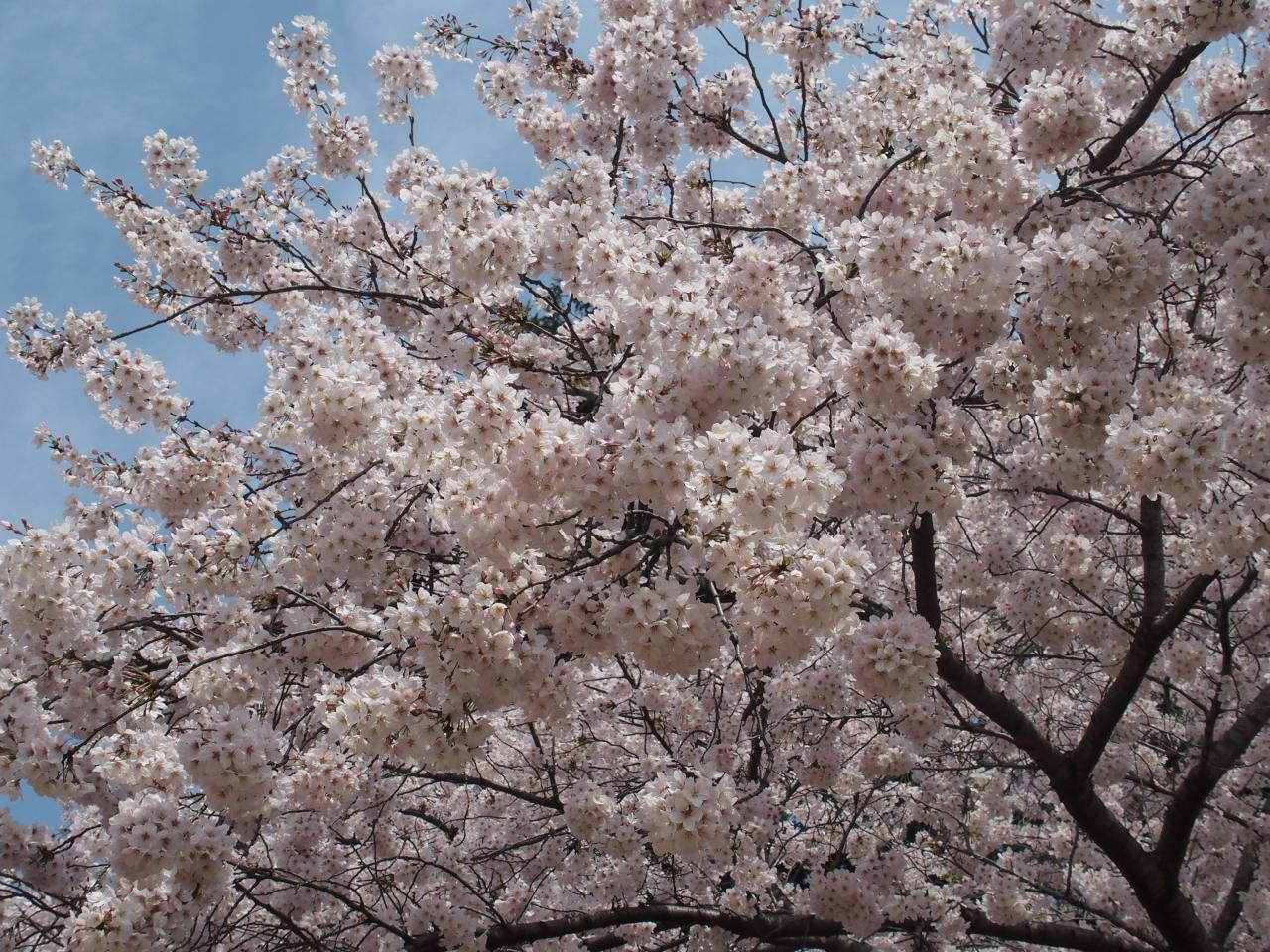 Les cerisiers blancs ont une floraison très dense