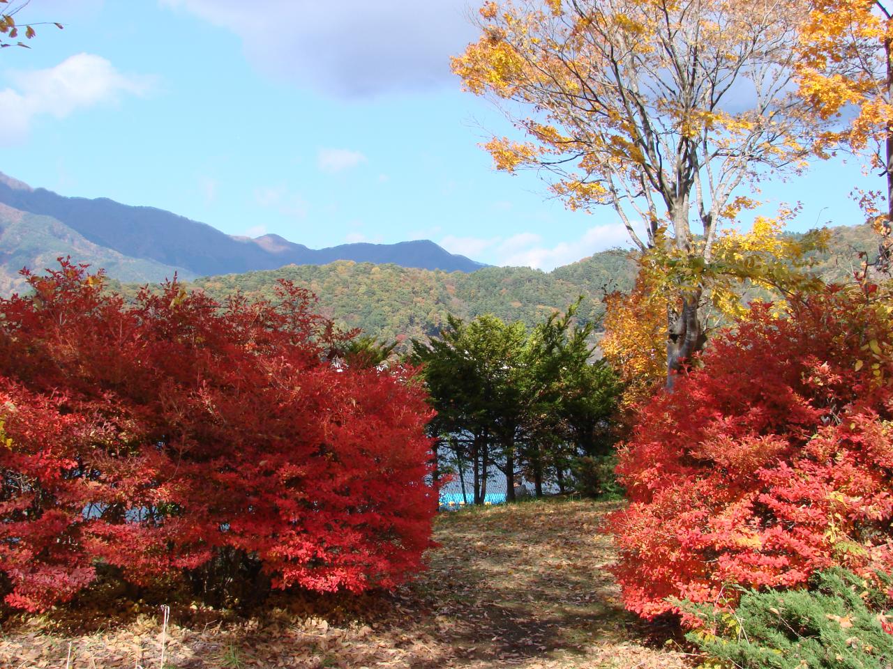 Magnifiques feuillages rouges et oranges au lac KAWAGUCHIKO.