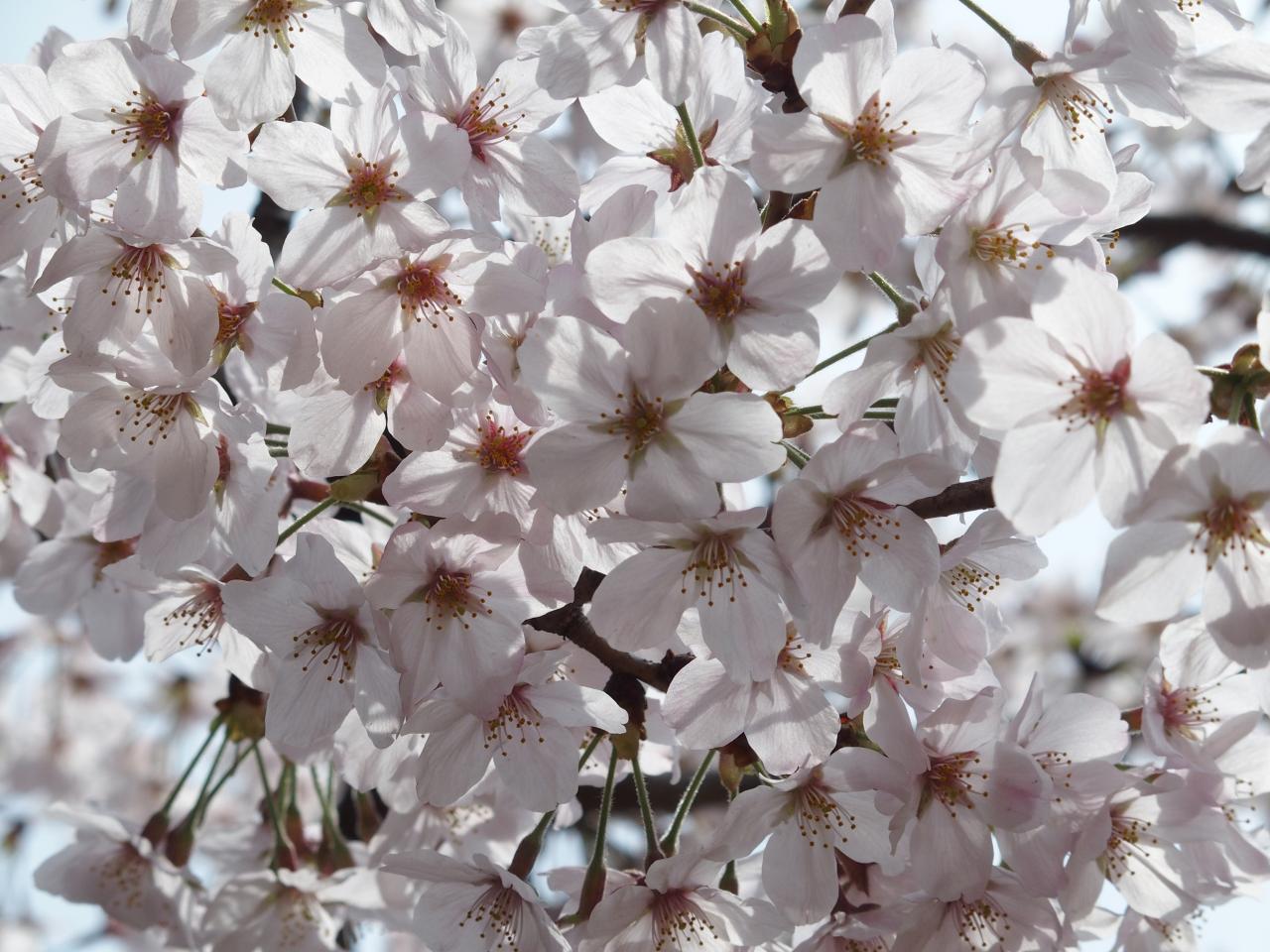 Les fleurs blanches sont bien plus grosses qu'en FRANCE