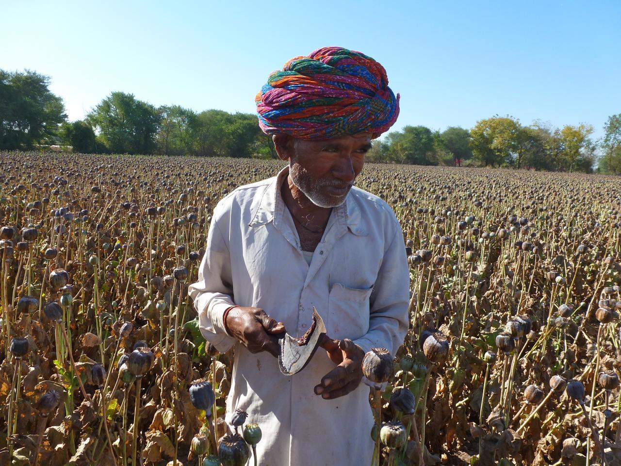 La récolte de l'opium . . .
